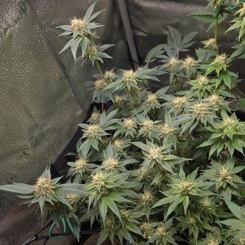 Somango XL 🥭 growlog timeline photo