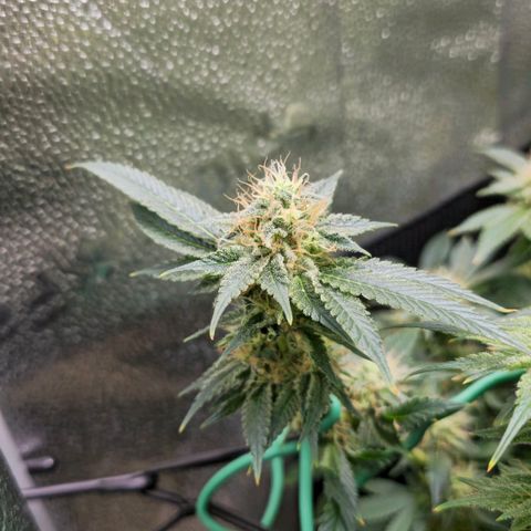 Somango XL 🥭 growlog timeline photo