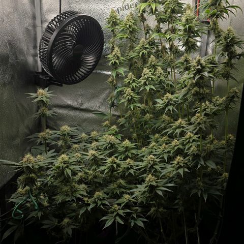 Grand Daddy Purple 🌌 growlog timeline photo