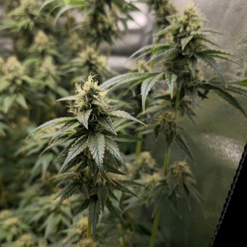Grand Daddy Purple 🌌 growlog timeline photo