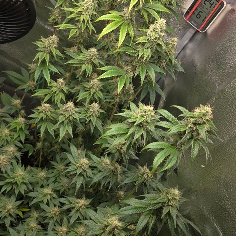 Grand Daddy Purple 🌌 growlog timeline photo