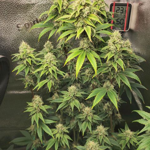 Grand Daddy Purple 🌌 growlog timeline photo