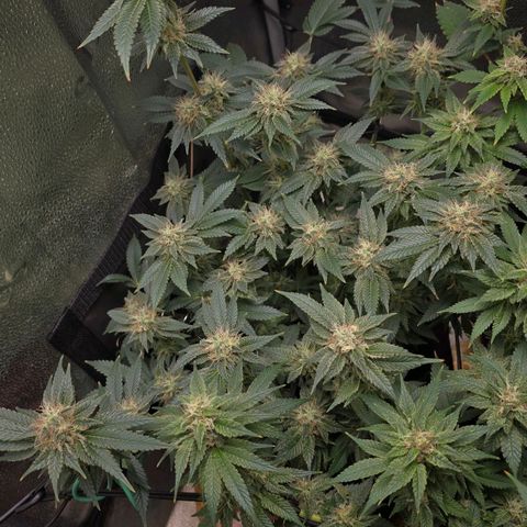 Somango XL 🥭 growlog timeline photo