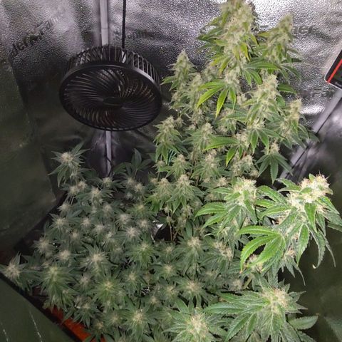Somango XL 🥭 growlog timeline photo