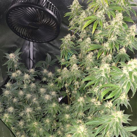 Somango XL 🥭 growlog timeline photo