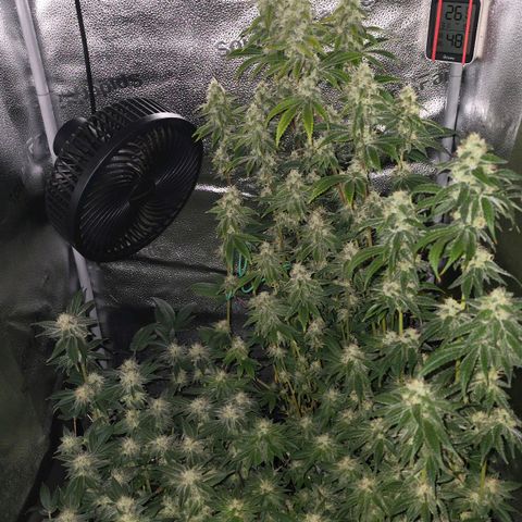 Somango XL 🥭 growlog timeline photo