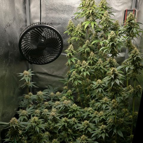 Grand Daddy Purple 🌌 growlog timeline photo