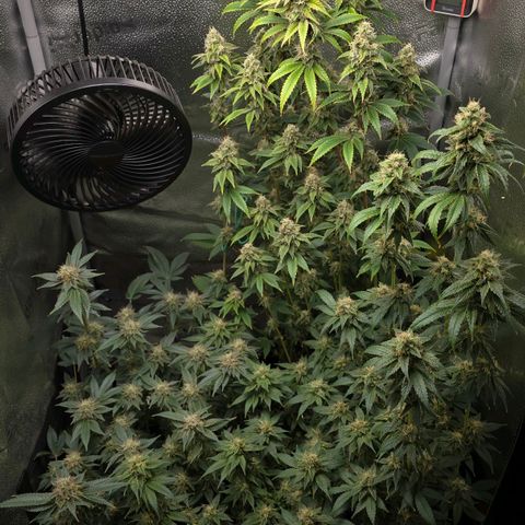 Grand Daddy Purple 🌌 growlog timeline photo