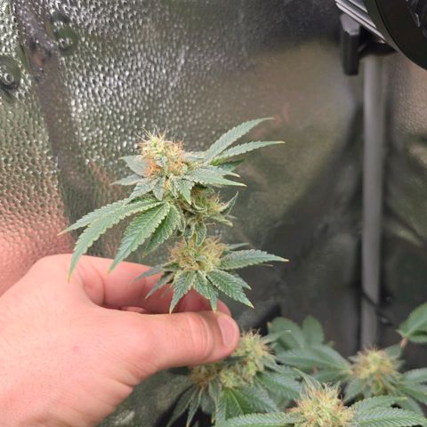 Somango XL 🥭 growlog timeline photo