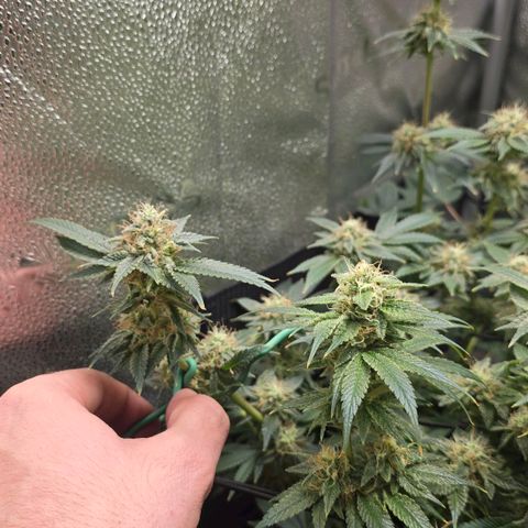 Somango XL 🥭 growlog timeline photo