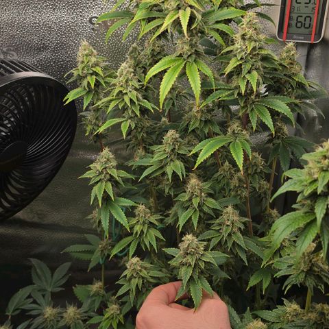 Grand Daddy Purple 🌌 growlog timeline photo