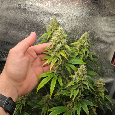 Grand Daddy Purple 🌌 growlog timeline photo