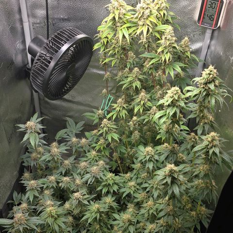 Somango XL 🥭 growlog timeline photo