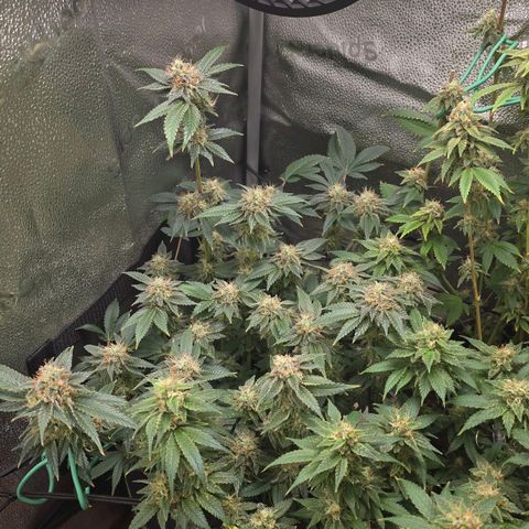 Somango XL 🥭 growlog timeline photo