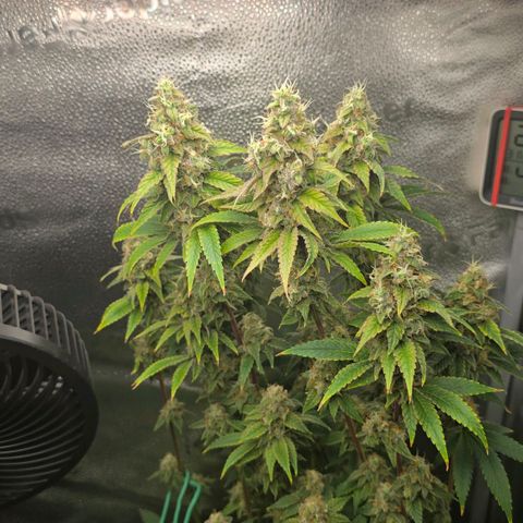 Grand Daddy Purple 🌌 growlog timeline photo