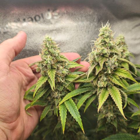Grand Daddy Purple 🌌 growlog timeline photo