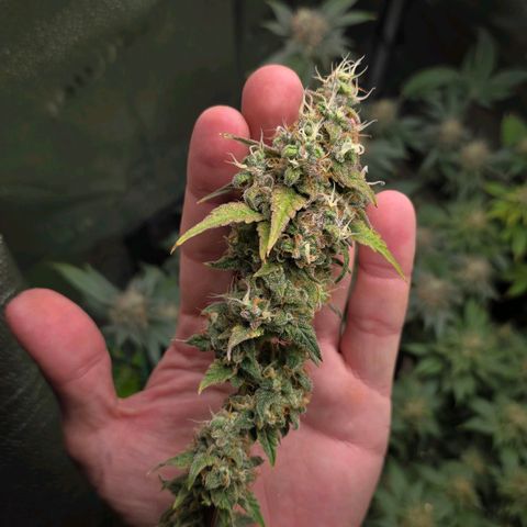 Grand Daddy Purple 🌌 growlog timeline photo