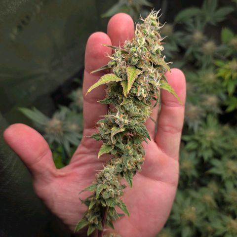 Grand Daddy Purple 🌌 growlog timeline photo