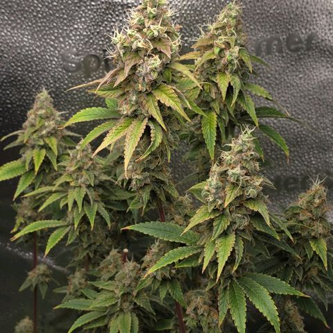 Grand Daddy Purple 🌌 growlog timeline photo