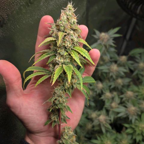 Grand Daddy Purple 🌌 growlog timeline photo