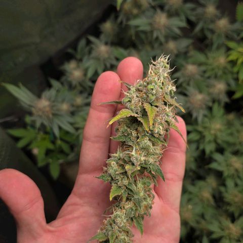 Grand Daddy Purple 🌌 growlog timeline photo