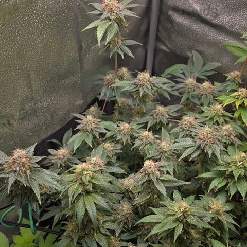 Somango XL 🥭 growlog timeline photo