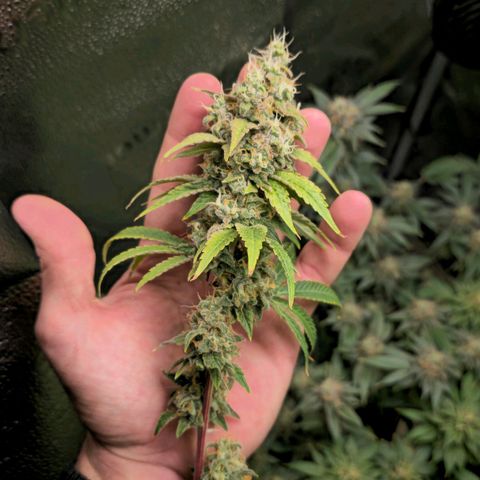 Grand Daddy Purple 🌌 growlog timeline photo