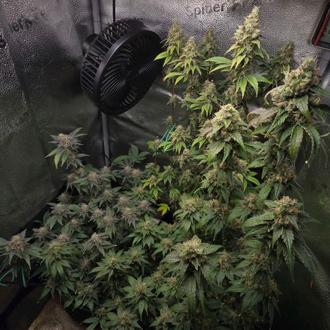 Somango XL 🥭 growlog timeline photo