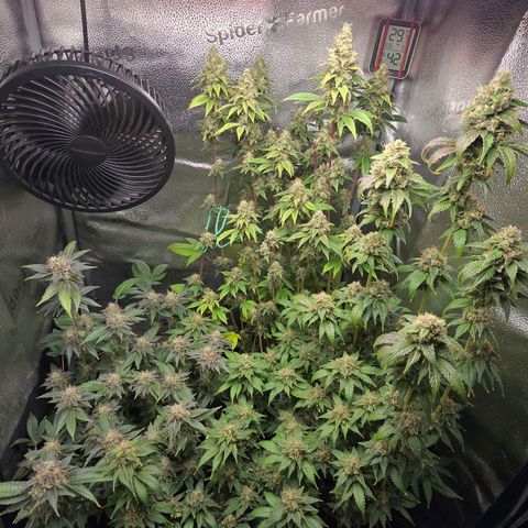 Somango XL 🥭 growlog timeline photo