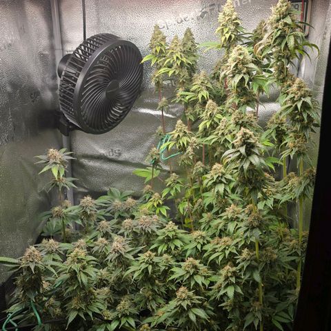 Somango XL 🥭 growlog timeline photo