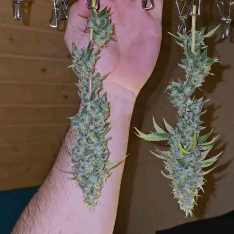 Grand Daddy Purple 🌌 growlog timeline photo