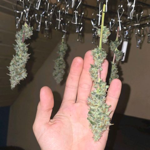 Grand Daddy Purple 🌌 growlog timeline photo