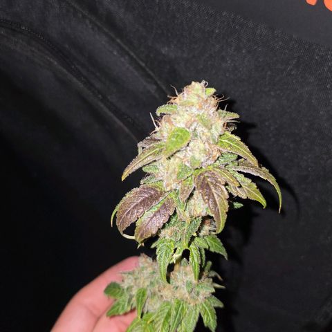 Grand Daddy Purple 🌌 growlog timeline photo