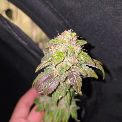 Grand Daddy Purple 🌌 growlog timeline photo