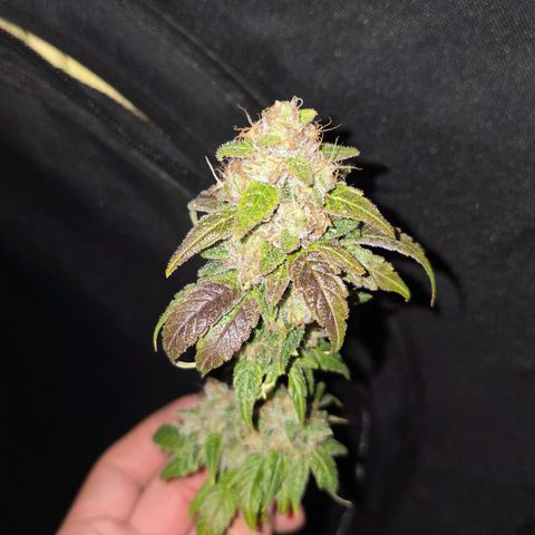 Grand Daddy Purple 🌌 growlog timeline photo
