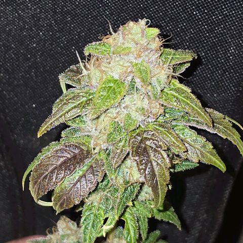 Grand Daddy Purple 🌌 growlog timeline photo