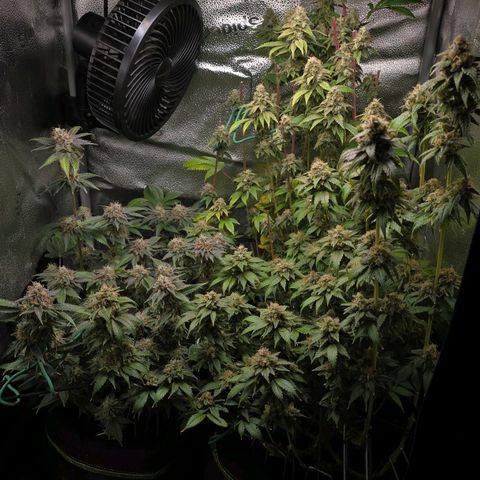 Somango XL 🥭 growlog timeline photo