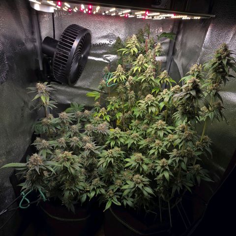 Somango XL 🥭 growlog timeline photo