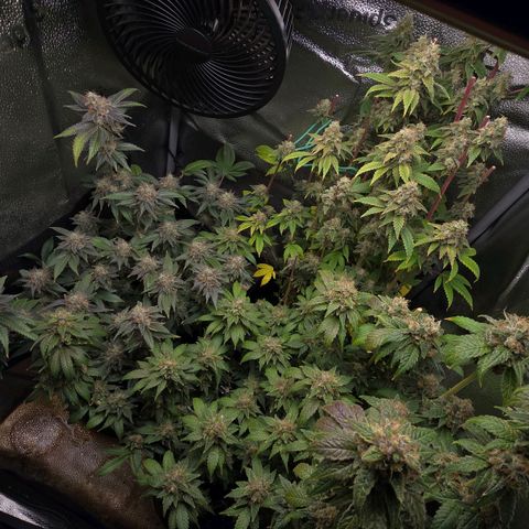 Somango XL 🥭 growlog timeline photo