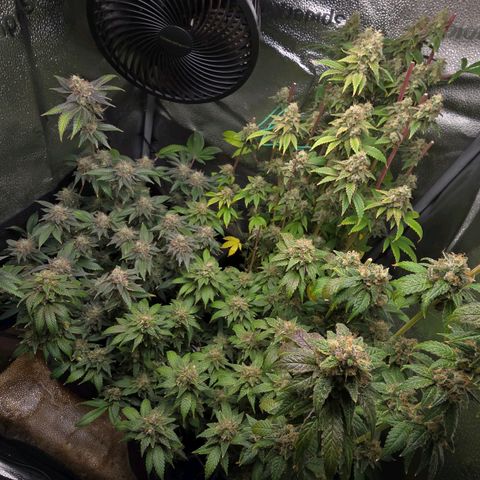 Grand Daddy Purple 🌌 growlog timeline photo