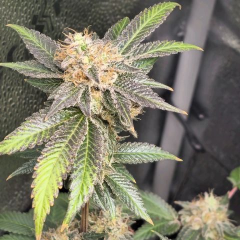 Somango XL 🥭 growlog timeline photo