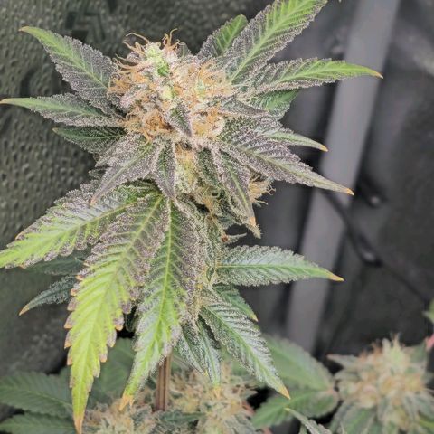 Somango XL 🥭 growlog timeline photo