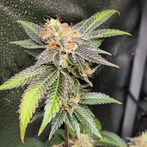 Somango XL 🥭 growlog timeline photo