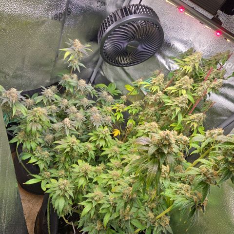 Somango XL 🥭 growlog timeline photo