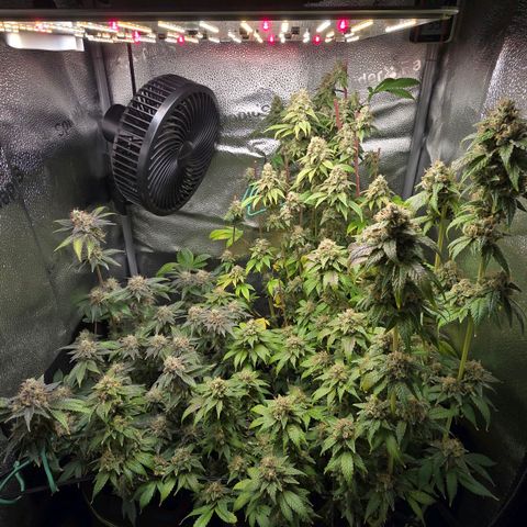 Somango XL 🥭 growlog timeline photo