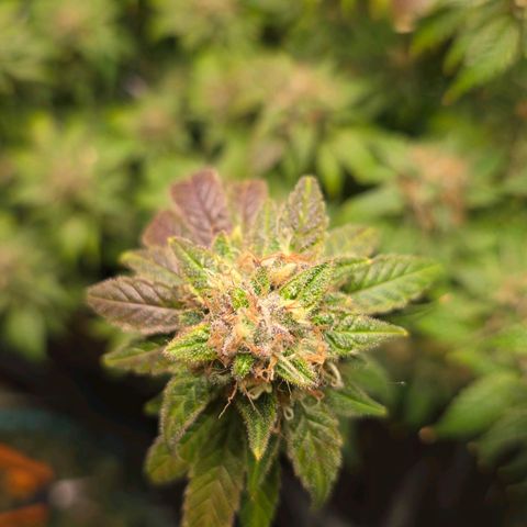 Grand Daddy Purple 🌌 growlog timeline photo