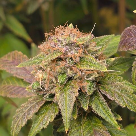 Grand Daddy Purple 🌌 growlog timeline photo