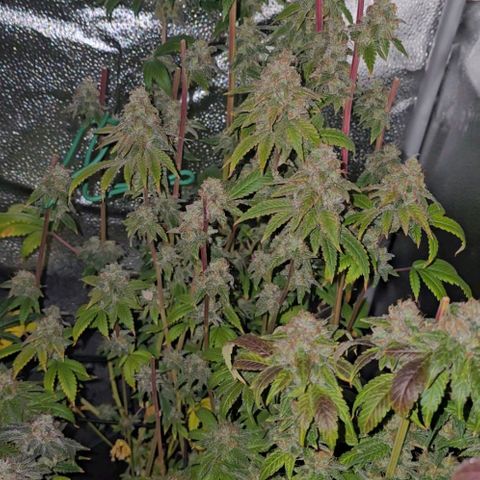 Grand Daddy Purple 🌌 growlog timeline photo