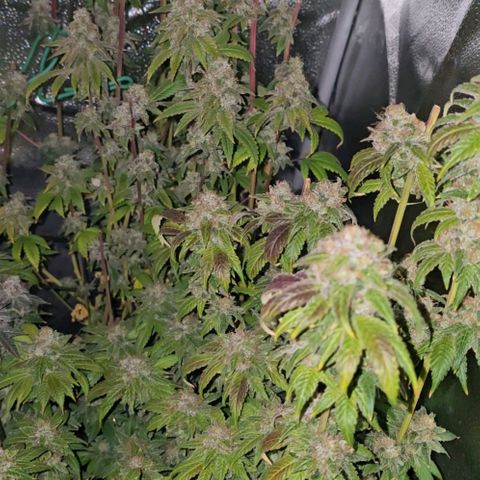 Grand Daddy Purple 🌌 growlog timeline photo