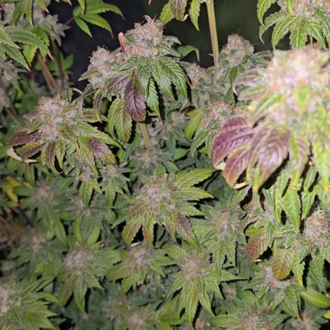 Grand Daddy Purple 🌌 growlog timeline photo